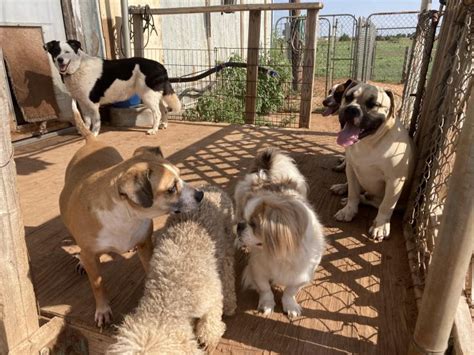 waggin tails benbrook texas|Clear the Shelters: Benbrook Waggin’ Tails .